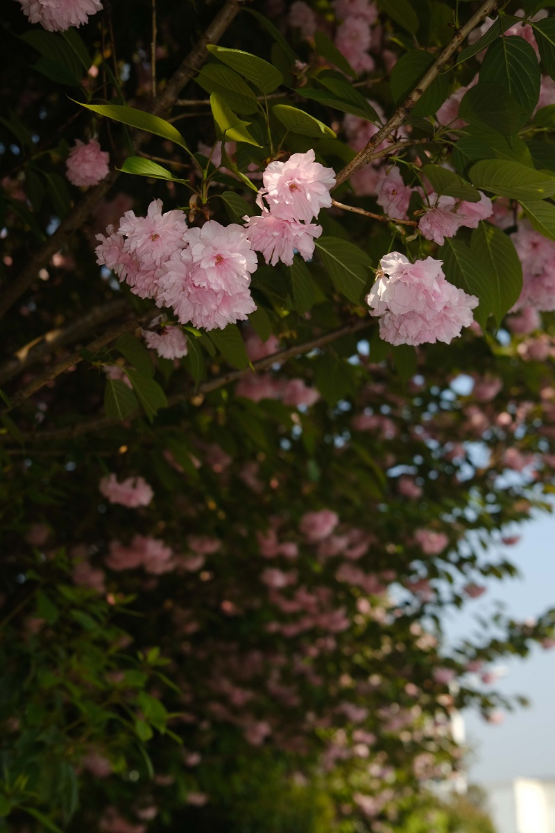 學(xué)校的櫻花開了，你，不來(lái)看看嗎？
